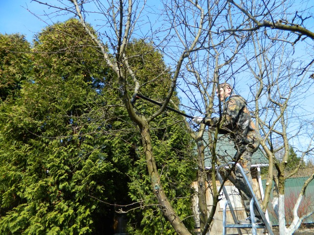 Лечение и обработка деревьев от вредителей